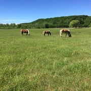 Three horses C pasture.jpg